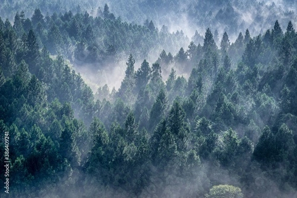 Obraz 霧の立ち込める雨上がりの杉山