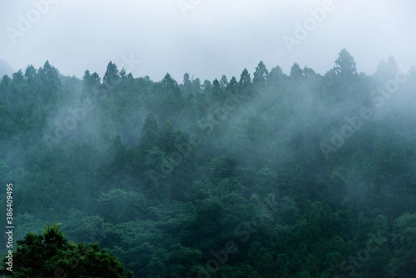 Obraz 霧の立ち込める雨上がりの杉山