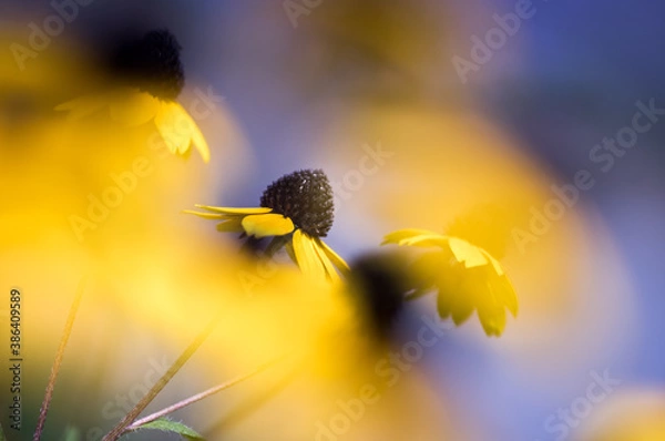 Obraz 黄色いルドベキア・タカオの花