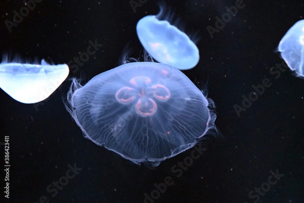 Obraz 群れで泳ぐ美しいミズクラゲと触手