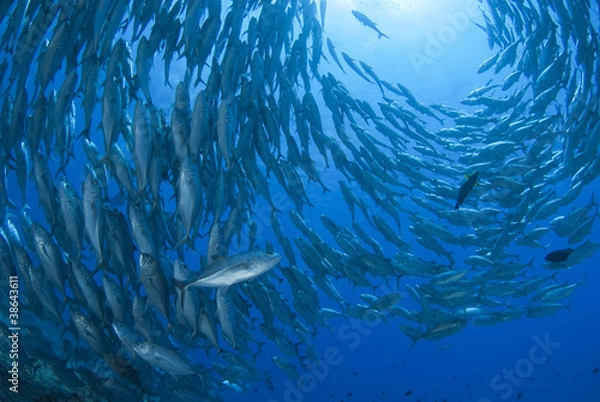 Fototapeta 回るギンガメアジの群れ
