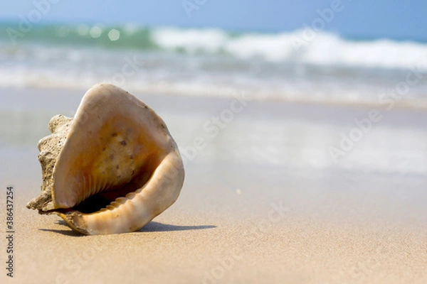 Obraz Strand Muschel