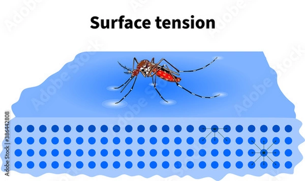 Fototapeta surface tension Mosquito water surface molecule force floating