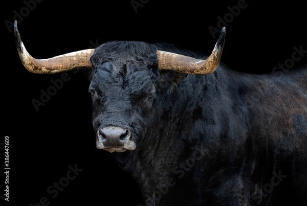 Obraz Portret byka z czarnym tłem