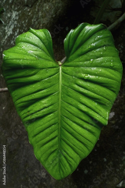 Obraz Elephant ear leaf in the rainforest