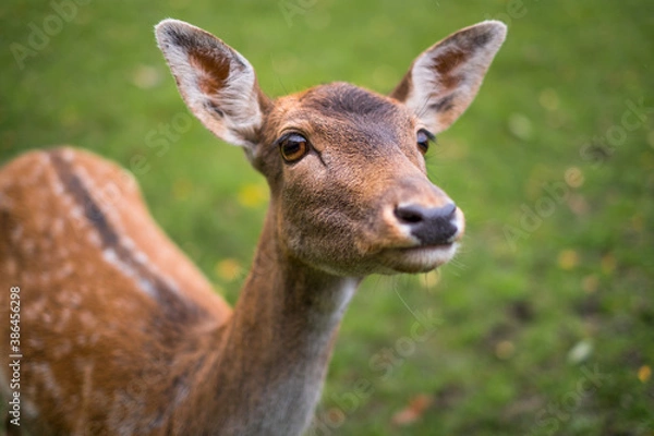 Fototapeta Hirschkuh Nahaufnahme / Portrait