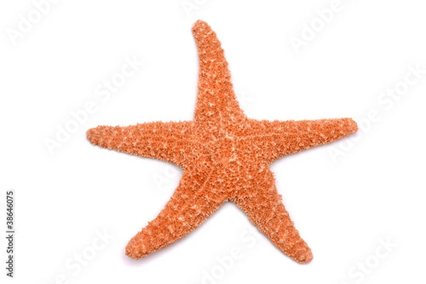 Obraz Starfish on a white background
