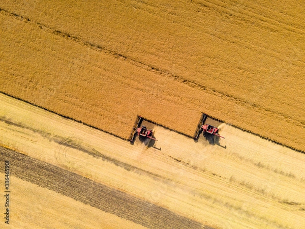 Fototapeta Combines Harvesting Wheat Field on Autumn Day in North Dakota.