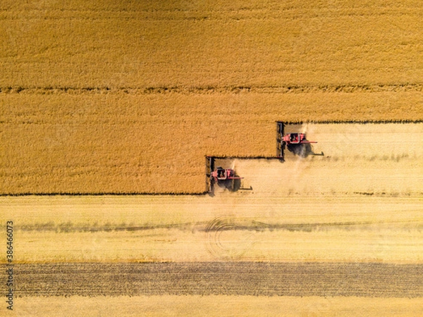 Fototapeta Combines Harvesting Wheat Field on Autumn Day in North Dakota.