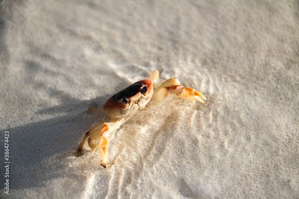 Fototapeta Orange crab running around on a tropical beach in Cuba