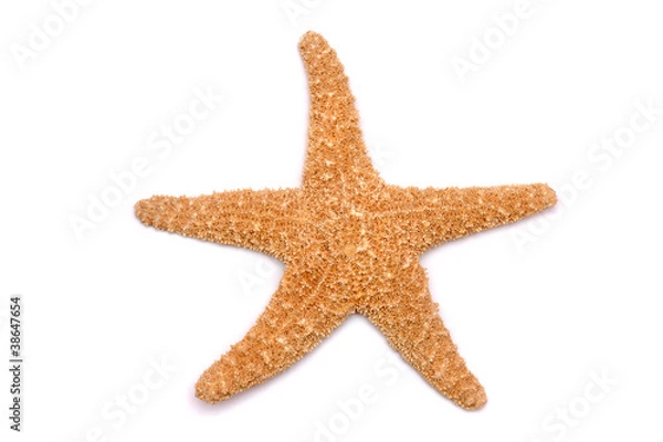 Obraz Starfish on a white background