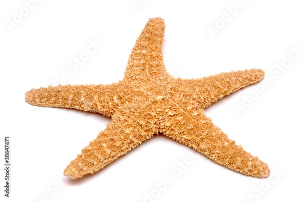 Obraz Starfish on a white background
