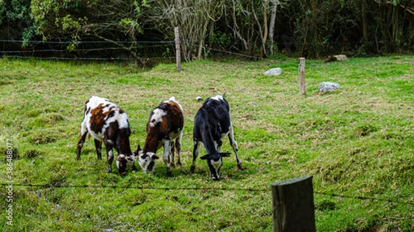 Obraz Drei Kühe auf der Weide