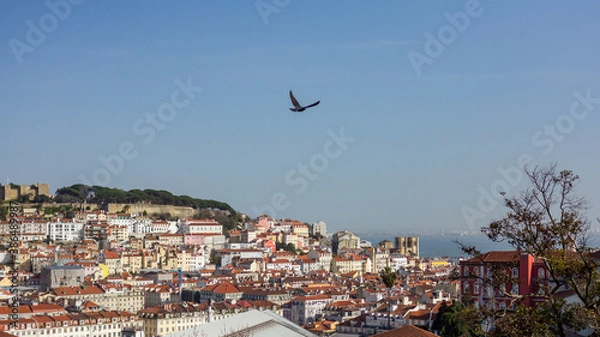 Obraz Taube über Lissabon