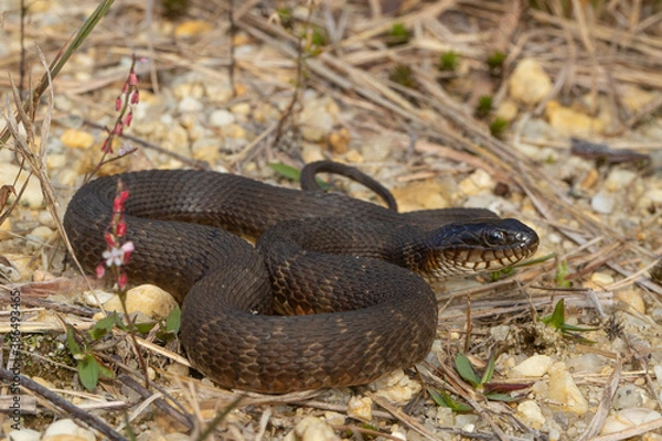Fototapeta Northern water snake - Nerodia sipedon sipedon