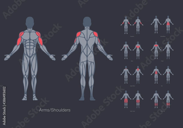 Obraz Human muscles anatomy model vector design template