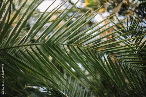 Fototapeta Palm tree leaves