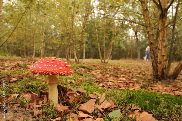 Fototapeta a beautiful forest landscape with a red fly agaric mushroom in front and leaves and trees in the background in autumn