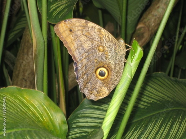 Fototapeta Butterfly on Leaf