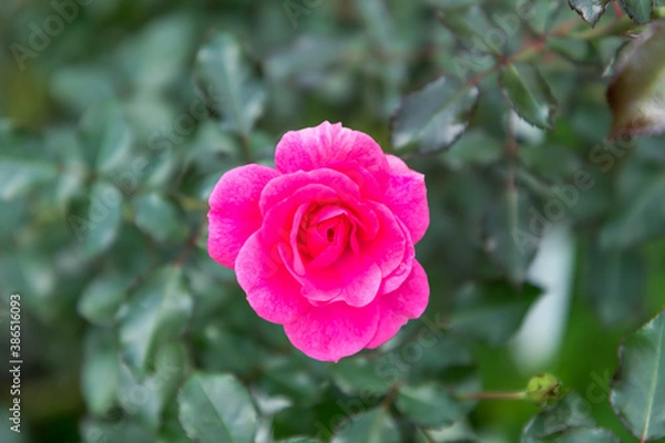 Fototapeta (東京都ｰ自然風景)代々木公園に咲くバラ６