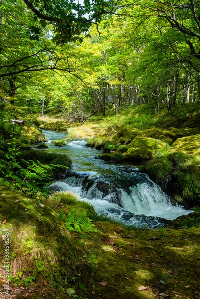 Fototapeta 奥日光を流れる湯川