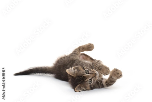 Fototapeta Cute kitten laying down on white background