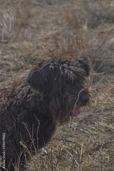 Obraz Perro negro mirando a un lado en el campo
