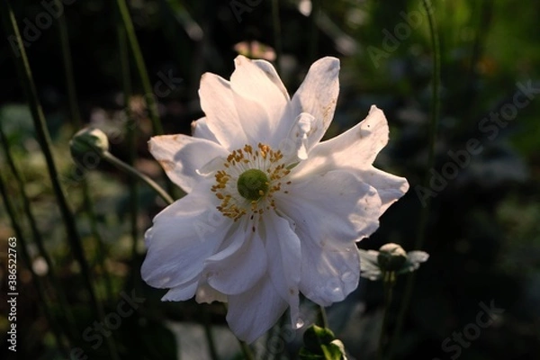 Fototapeta White anemone flower illuminated by the rays of the setting sun.