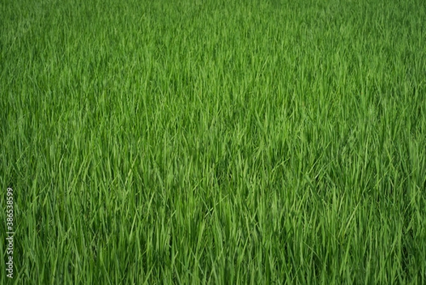 Fototapeta green grass background
