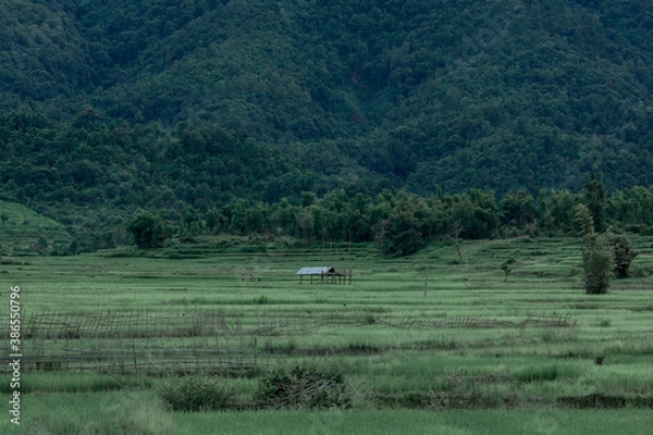 Obraz cows in the meadow