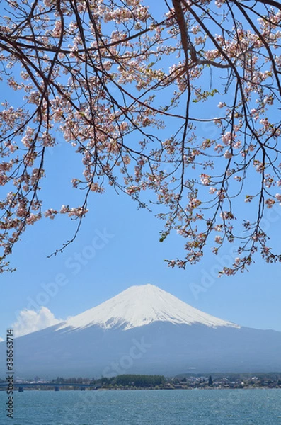 Fototapeta 桜と富士山
