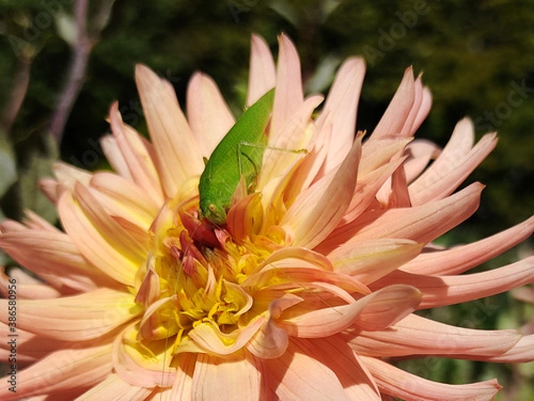 Fototapeta Bush Leaf Cricket