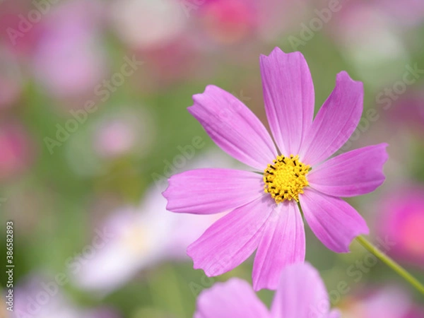 Obraz コスモスの花