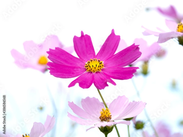 Obraz コスモスの花