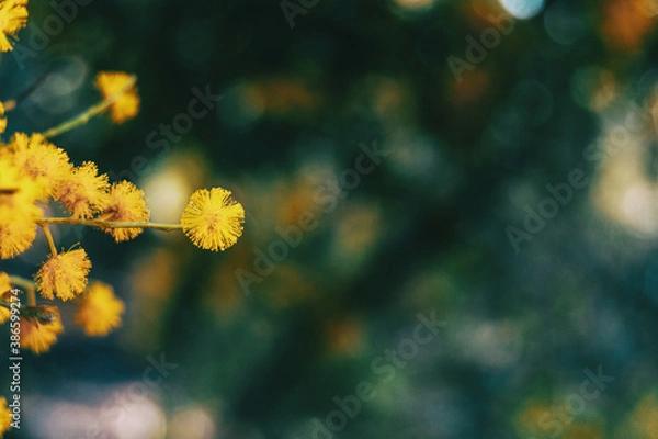 Fototapeta Close-up of a golden flower of acacia pycantha