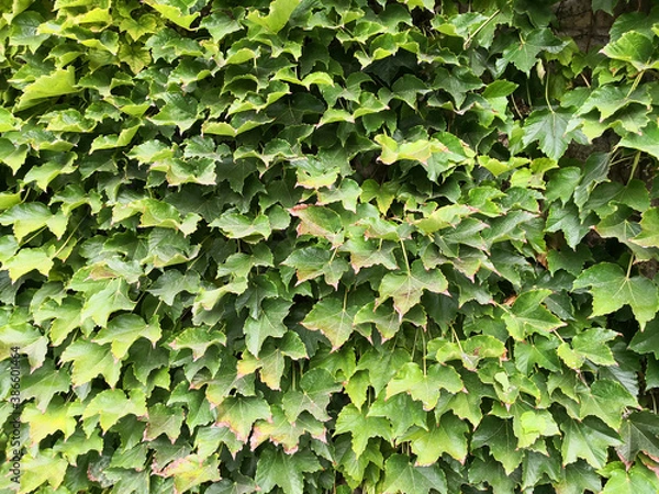 Obraz Wall covered with green ivy