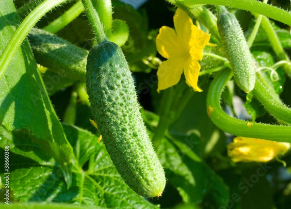 Fototapeta growing cucumbers