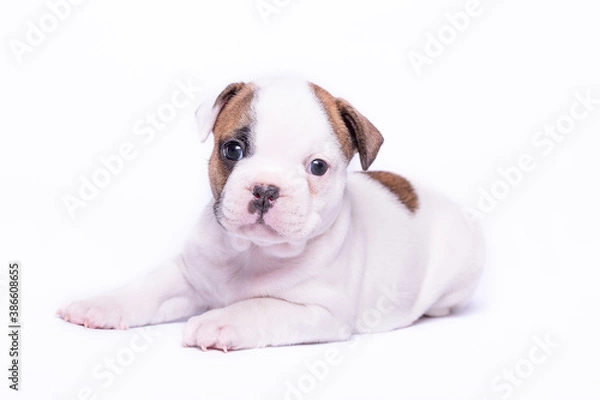 Obraz French bulldog puppy on a white background