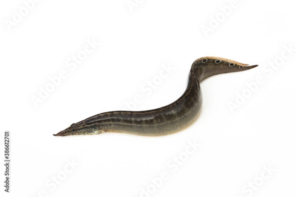 Obraz Macrognathus siamensis on white background.