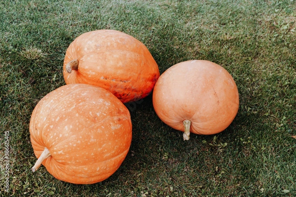 Obraz Three big pumpkins on the green grass. Concept of the autumn harvest