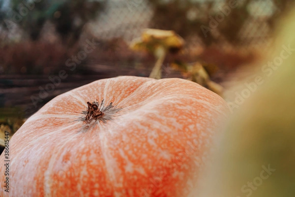 Obraz Close-up of big pumpkin on the bed, concept of the autumn harvest