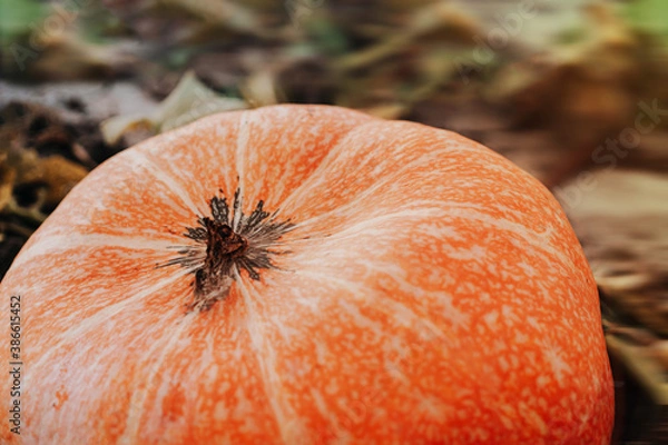 Obraz Close-up of big pumpkin on the bed, concept of the autumn harvest