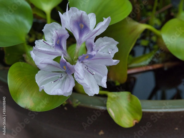 Fototapeta OLYMPUS DIGITAL CAMERA　布袋葵