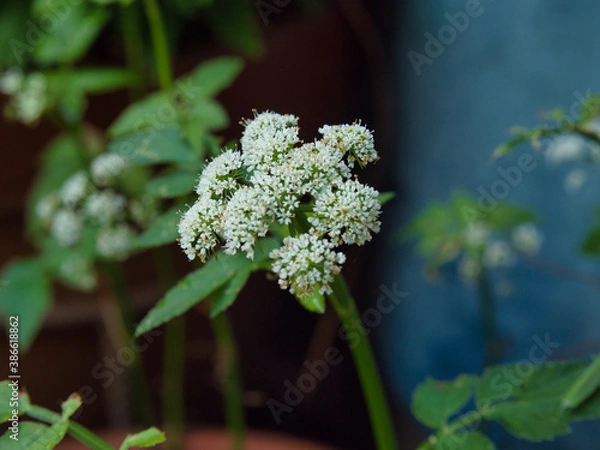 Obraz OLYMPUS DIGITAL CAMERA