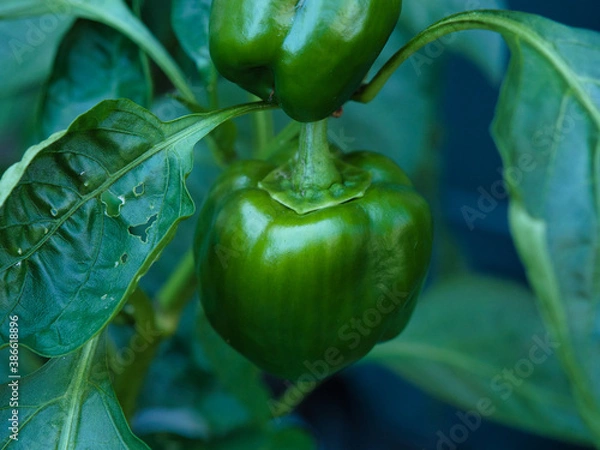 Fototapeta OLYMPUS DIGITAL CAMERA　ピーマン