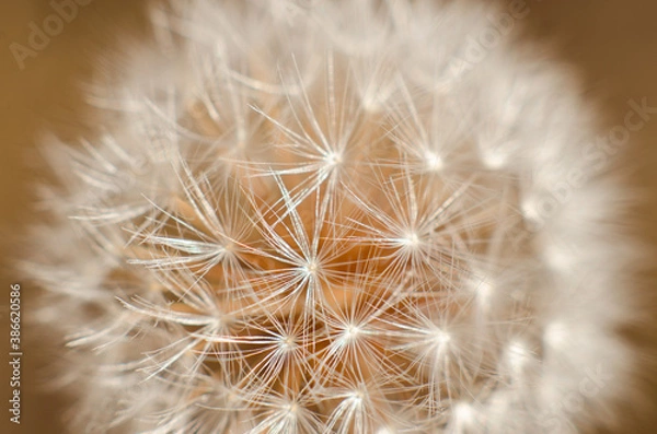 Fototapeta dandelion seed head