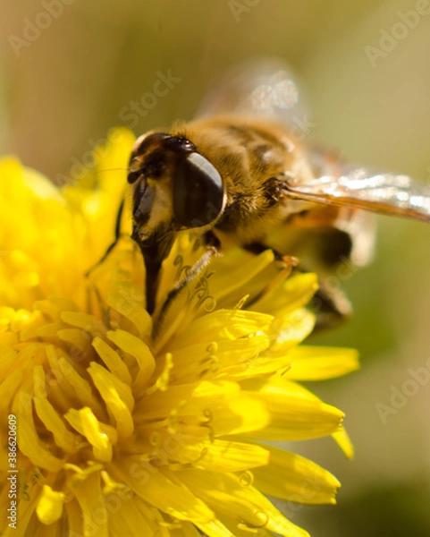 Obraz bee on yellow flower
