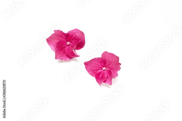 Fototapeta Two isolated pink hydrangea flower petals on a white background top view