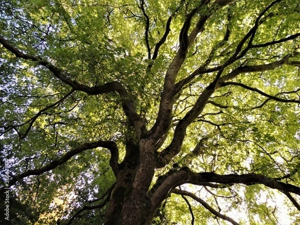 Fototapeta looking up through the branches of a green leafed tree