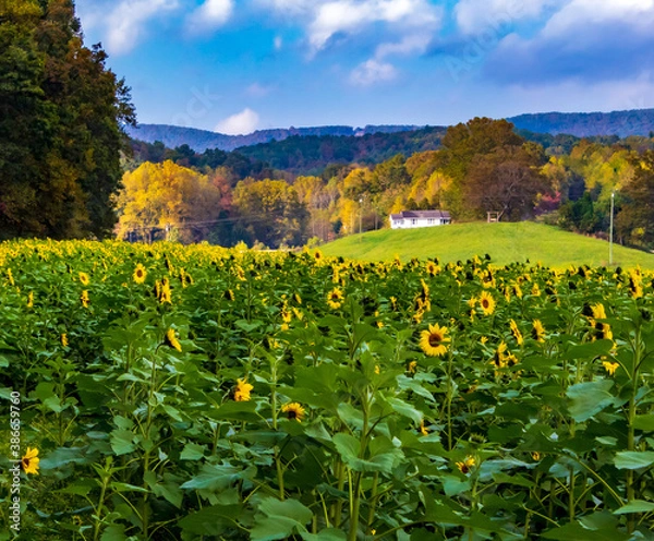 Obraz Sunflower Fields in the Mountains